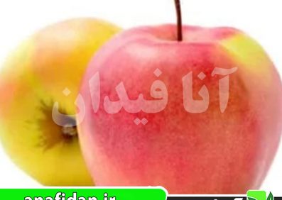نهال سیب جوناگلد