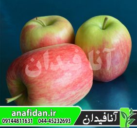 نهال سیب دلبار استیوال