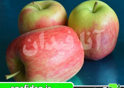 نهال سیب دلبار استیوال