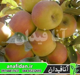 سیب دو رنگ استارکینگ