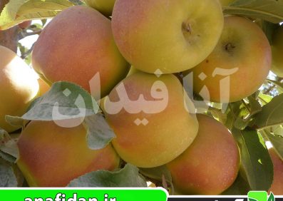 سیب دو رنگ استارکینگ