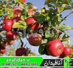 نهال سیب دیانا دلکرف