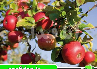 نهال سیب دیانا دلکرف