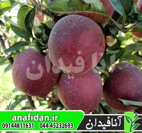 نهال سیب رد استارکینگ