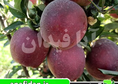 نهال سیب رد استارکینگ
