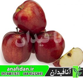 نهال سیب رد دلیشیز