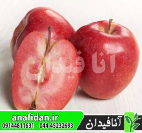 نهال سیب ردلاو