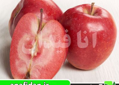 نهال سیب ردلاو