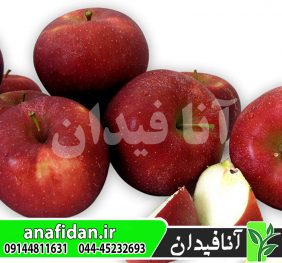 نهال سیب رم بیوتی