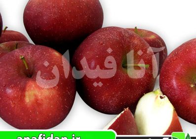 نهال سیب رم بیوتی