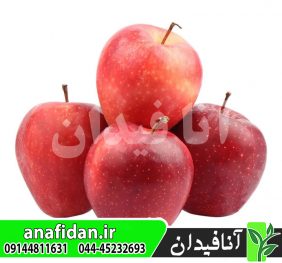 نهال سیب رویال گالا