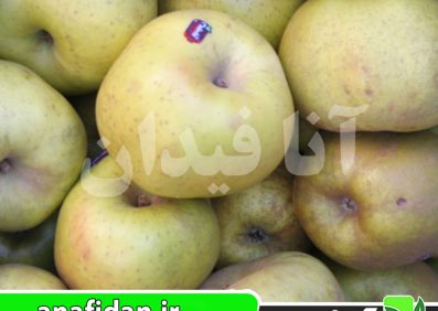 نهال سیب رینتته