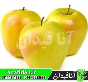 نهال سیب زرد لبنان