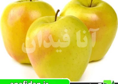 نهال سیب زرد لبنان