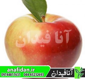 نهال سیب زستار