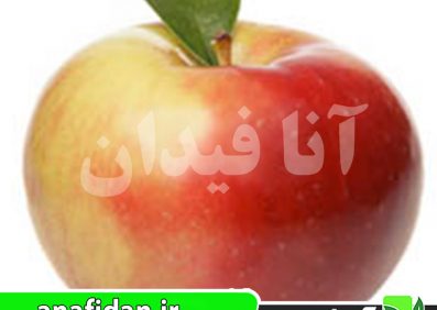 نهال سیب زستار