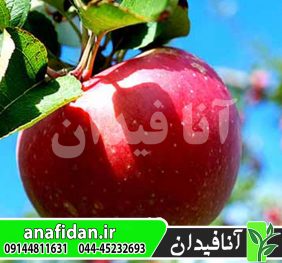 نهال سیب زنوز