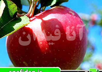نهال سیب زنوز