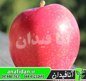 نهال سیب سامر رد