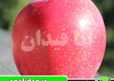 نهال سیب سامر رد