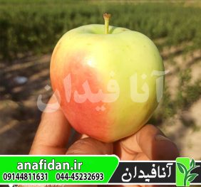 نهال سیب شیشه ای فرانسه