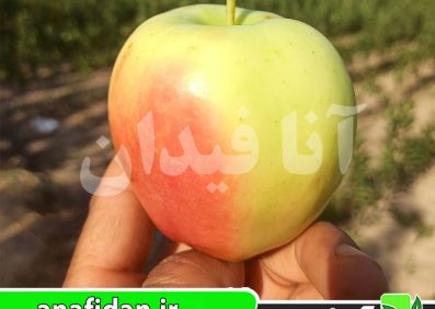 نهال سیب شیشه ای فرانسه