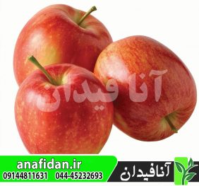 نهال سیب فوجی