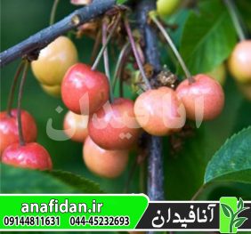 نهال گیلاس مرتون گلوری