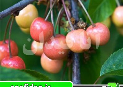نهال گیلاس مرتون گلوری