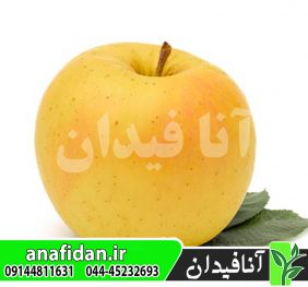 نهال سیب پرایم گلد