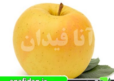 نهال سیب پرایم گلد
