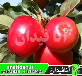 نهال سیب پریما