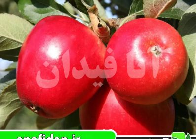 نهال سیب پریما