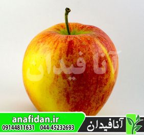 نهال سیب پینوا
