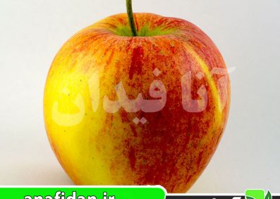 نهال سیب پینوا