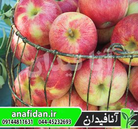 نهال سیب پینک لیدی