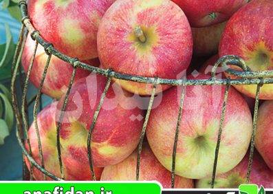 نهال سیب پینک لیدی