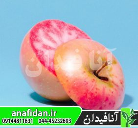نهال سیب پینک پرل
