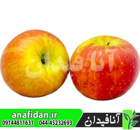 نهال سیب کرتلند