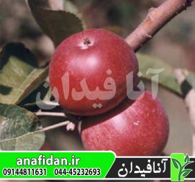 نهال سیب کینگستون