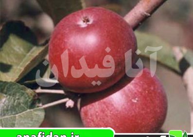 نهال سیب کینگستون
