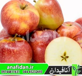 نهال سیب گالا