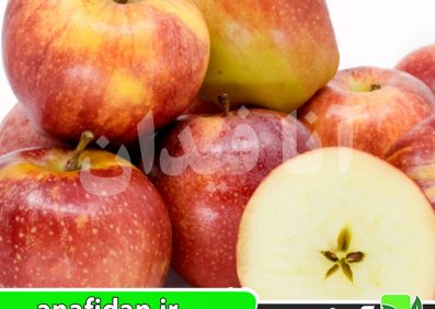 نهال سیب گالا