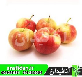 نهال سیب گلاب