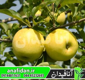 نهال سیب گلدن دلیشیز
