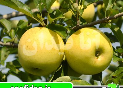 نهال سیب گلدن دلیشیز