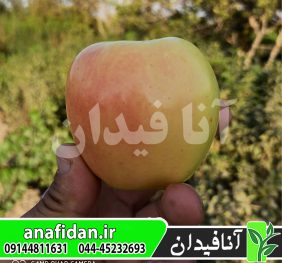 نهال سیب گلدن رندرز