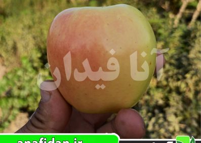 نهال سیب گلدن رندرز