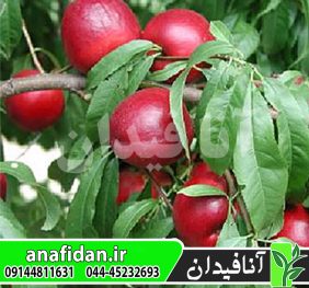نهال شلیل ارلی سیلور