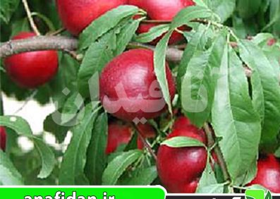 نهال شلیل ارلی سیلور